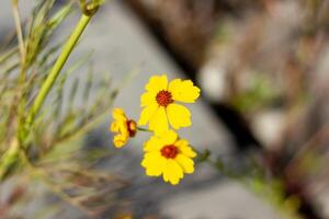 summer scene, nature in the summer day photo