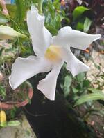 un mujer mano participación un blanco lirio flor foto