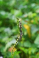 Pentatomomorpha hanging out together on a leaf photo