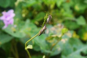 Two Pentatomomorpha walking on beautiful leaves in the backyard photo