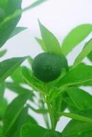 A freshly squeezed orange that grows on the terrace photo