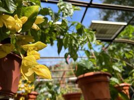 Sunlit Blooms in the Greenhouse photo