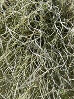 A Close-Up of Spanish Moss photo