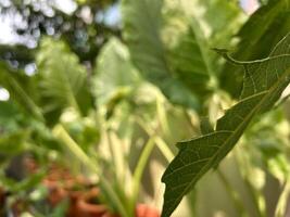 Close Up Leaf Shot in Sunlit Garden Greens photo
