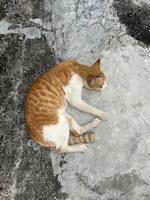 Orange Cat Relaxing on Concrete photo