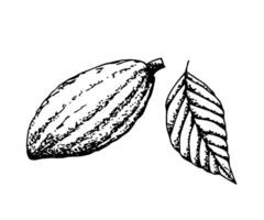 Hand-drawn vector sketch, black outline, in engraving style. Cocoa tree fruit, leaf of a plant isolated on a white background. For prints of labels, stickers, chocolate products, recipe, ingredient.