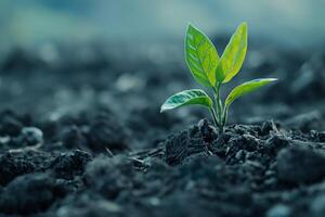 AI generated A young plant sprouts vibrantly from rich, dark soil, symbolizing new growth and the enduring power of life, with a backdrop of soft focus hinting at a nurturing environment. photo