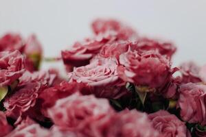 Small pink bush roses on a white background with a place for text photo