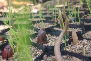 Cultivate high quality durian seeds using soil and small plastic. photo