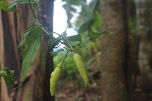 Red cayenne pepper or capcisum frutescens on a tree in the garden. Blurred background photo