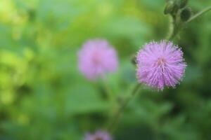 cerca arriba flores mimosa estrigillosa estación. nosotros llamada eso bunga putri malú foto