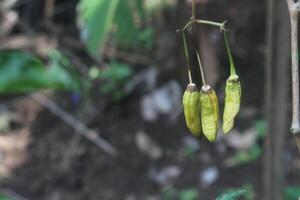 rojo pimentón pimienta o capcisum frutescens en un árbol en el jardín. borroso antecedentes foto