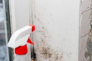 A blackened blooming fungus in the corner of the window, spray from the fungus. photo