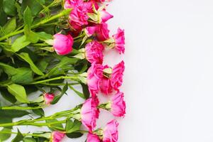 Small pink bush roses on a white background with a place for text photo