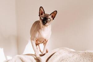 A bald cat of the Canadian sphynx breed looks into the frame. photo