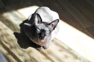 A bald cat of the Canadian Sphynx breed sits on the floor in the sun photo