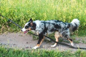 A dog of the Australian Shepherd breed with brown eyes on a walk, close-up. photo