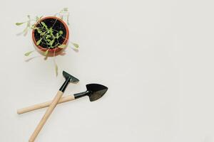 Garden hand tools, a pot with a seedling plant. photo