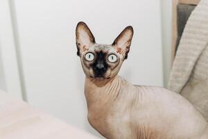 Canadian bald cat purebred sphynx, wrinkled pet without fur. photo
