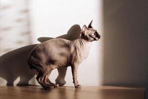 A bald cat of the Canadian Sphynx breed. photo