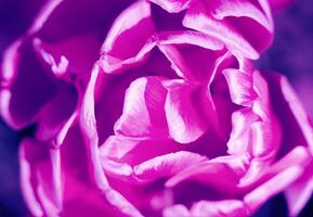 Spring abstract background with pink tulip petals. Close-up. Selective focus. photo