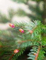 Young spruce tree buds. Natural background. Close-up. Selective focus. photo