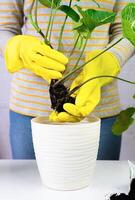 Woman in yellow gloves transplanting syngonium plant in the pot. Transplanting houseplant. Close-up. Selective focus. photo