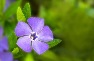 Blue flower of Vinca minor. Spring time. Natural background. Close-up. Copy space. Selective focus. photo