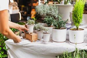 Woman gardener crossostephium bonsai in a ceramic pot at outdoors store. photo