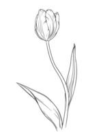 Vector Tulip floral botanical flower. Wild spring leaf wildflower isolated. Black and white engraved ink art. Isolated tulip illustration element on white background.