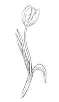 Tulip flower hand drawn vector illustration. Isolated on white background.