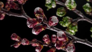 Spring flowers opening. Beautiful Spring Apricot tree blossom open timelapse, close up. Blooming backdrop on black background. video