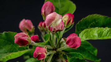 Timelapse av vår blommor öppning. skön vår äppelträd blomma öppna. blomning bakgrund på svart bakgrund. makro skott. video