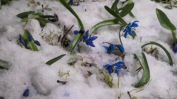 tijd vervallen smelten sneeuw en blauw sneeuwklokje bloeien voorjaar bloem in de lente. dichtbij omhoog video