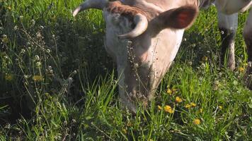 le vache est pâturage dans le pâturage. tête de une vache fermer. video