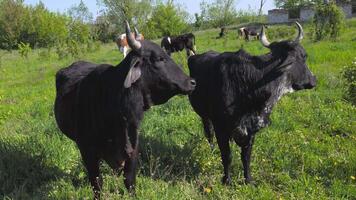 vacas pastar em uma Fazenda pasto dentro verão. grande vacas comer Relva dentro a Prado video