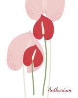 Two red home flowers anthurium simple flat vector