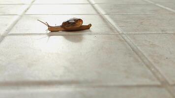 a snail that is walking slowly video