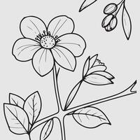 sencillo dibujo líneas de un realista flor encaramado en rama flor vector