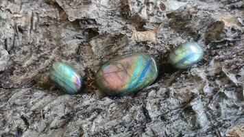 Labradorite oval shaped polished semi-precious gemstone beautiful rainbow color on bark. video