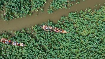 oats with people tourists fishermen float on a field with lotuses in summer. aerial view. Video from drone.