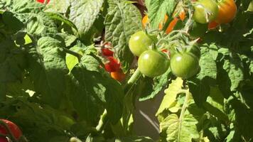 bunches of red and green tomatoes ripen, illuminated by the bright summer sun, camera in motion video