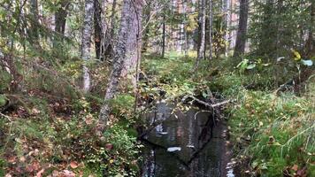 small winding creek flows in the foreground, autumn forest landscape, leaves starting to change colors video