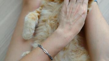 Female hands playing with an orange kitten video