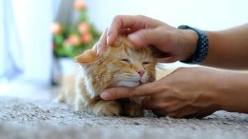 Female hands playing with an orange kitten video