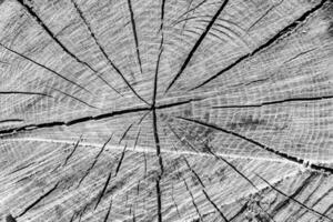 Beautiful wooden fracture old oak, natural texture close up photo