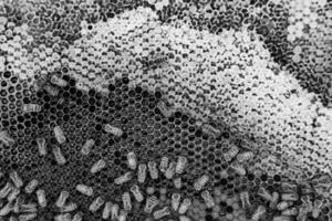 La estructura hexagonal abstracta es un panal de abejas lleno de colmena foto