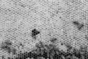 La estructura hexagonal abstracta es un panal de abejas lleno de colmena foto