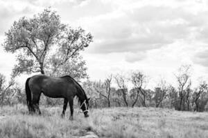 Beautiful wild brown horse stallion on summer flower meadow photo