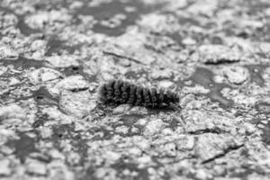 Photography on theme beautiful hairy caterpillar in hurry to turn into butterfly photo